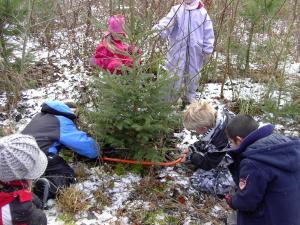 Udeskolebørn fælder juletræ - til Bybækskolen. Foto: Stinne Krarup Nielsen. Børn fra Bybækskolen fælder juletræ.