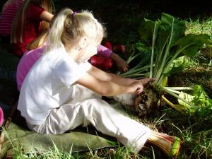 Udeskolepige fra Hammerum skole snitter roelygte. Foto: Frank Juel. Udeskolepige fra Hammerum skole snitter roelygte.