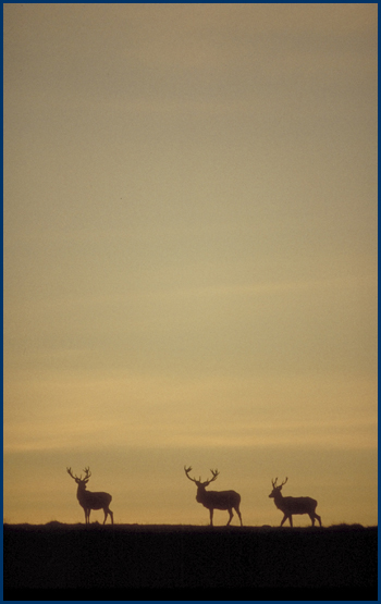 Foto viser 3 hjorte i modlys.