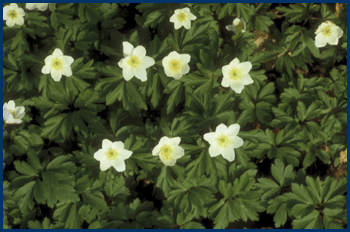 Hvide anemoner