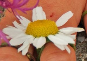 Kamille - eller spejlægblomst. Foto: Jørn Kildahl. Duftløs Kamilleblomst