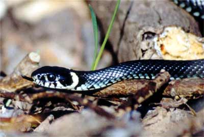 Snog (<i>Natrix natrix</i>)