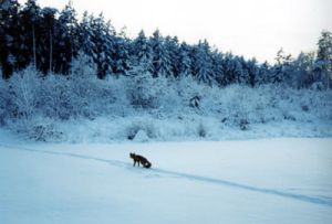 Ræv i januarsne. Dens spor er snorlige. Foto: NaturGrafik.dk. Ræv i januarsne. Dens spor er snorlige.