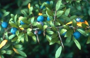 Slåen - en lille busk med stenfrugter som små blommer.