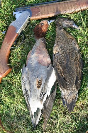 To pibeænder skudt under en jagt. En han og en hun.