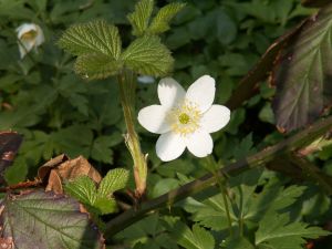Anemone - så er foråret her. Foto: Malene Bendix. Anemone - så er foråret her. Foto: Malene Bendix.