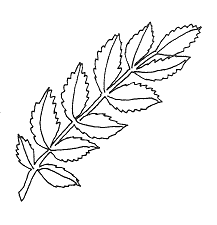 Her ser du askens blad