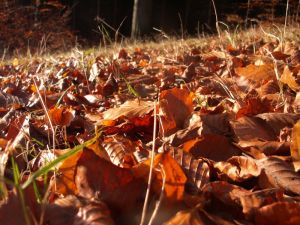 Visne bøgeblade. Hvad sker der med dem? Hvordan bliver de nedbrudt? Foto: Malene Bendix. Visne bøgeblade