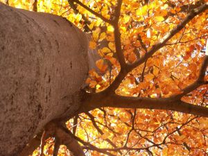 Bøgetræ om efteråret. Foto: Malene Bendix.