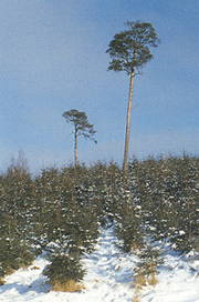 Bæredygtigt skovbrug. Foto: Søren Fodgaard.