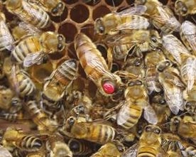 Bedst generelt Opera Bier – mest honningbier | Skoven i skolen