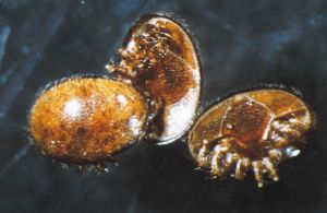 Varroa-mider