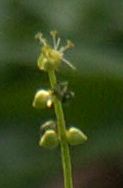 Hanblomster