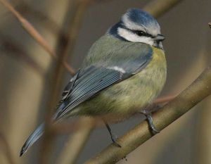 Blåmejse