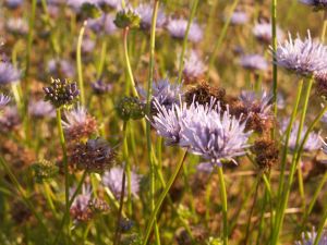 Blåmunke gror på strandengen. Foto: Malene Bendix. Foto af planten Blåmunke