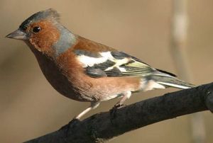 Bogfinken - en lille fugl som synger om foråret.