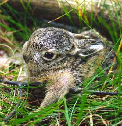 En harekilling i græs. Harerne kan ikke parre sig med kaniner og få unger. Foto: NaturGrafik.dk Foto af en harekilling
