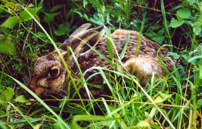 Haren er god til at gemme sig. Den kan sidde musestille - og så er den godt kammoufleret. Foto: NaturGrafik.dk Godt kammoufleret hare.