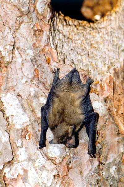 Sovende Flagermus. Den hænger i tæerne, med hovedet nedad, og har foldet sine vinger sammen. Flagermusene sover om dagen i hule træer og andre huler. Foto: NaturGrafik.dk Flagermus sover med hovedet nedad.