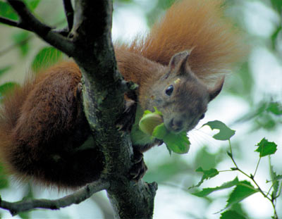 Egern med nødder