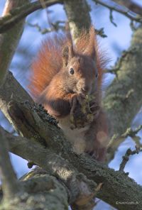 Egernet er aktivt hele vinteren. Når efterårets frugter og bær er forsvundet er kogler en vigtig del af dets føde. Foto: NaturGrafik.dk.