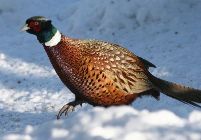 Fasankok i sne. Fasanen er en hønsefugl - og et af jægernes allervigtigste byttedyr. Foto: NaturGrafik.dk. Vinterbillede af fasankok i sne.