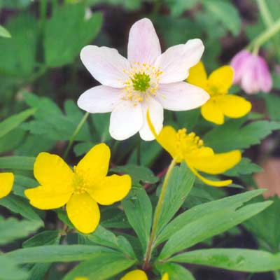 Hvid og gul anemone