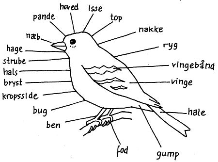 Hvad er hvad på en fugl