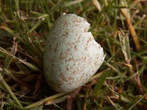 Her er skallen fra et solsorteæg. Det er lyseblåt med små brune prikker. Fugleungen er kommet ud. Foto: Malene Bendix. En tom æggeskal fra solsort.