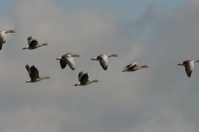 Her kan du se grågæs på træk - og få en fornemmelse af fuglenes vingeslag. Gæssene flyver i en kile henover himlen, for det kræver mindst energi. Foto: Morten DD Hansen. Grågæs på træk der flyver i en kile henover himlen.