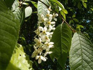 Hæg - blomst og blad