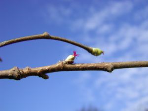 Et af de første træer er blomstrer er hassel. Her er den lillebitte hunblomst, som du kan være heldig at finde sammen med han-raklerne i februar og marts. Foto: Janne Bavnhøj.
