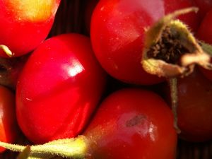 Hyben fra rynket rose er fulde af C-vitamin. Foto: Malene Bendix. Flotte røde hyben.