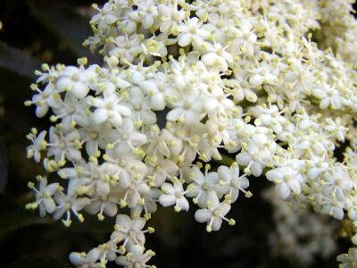Ammenam hyldeblomster. Foto: Janne Bavnhøj. Ammenam hyldeblomster. Foto: Janne Bavnhøj.
