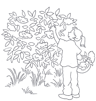 Pluk hyldeblomster - og lav hyldematematik. Tegning: Eva Wulff. Regn med hyldesaft.