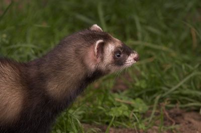 Her er en ilder. Den har en sort maske hen over øjnene. Det er dens kendetegn. Foto: NaturGrafik.dk. Ilder. Foto: NaturGrafik.dk.