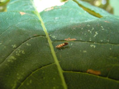 Foto af en kastanje minérmøl, en lille sommerfugl, på et blad