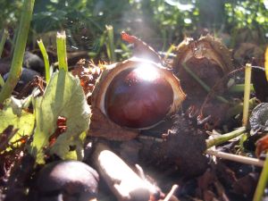 Solen er kilde til al energi. Planter som kastanjetræet kan fange energien. Du kan også lave en solfanger. Foto: Malene Bendix. Kastanje blinker i solen.