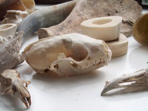 Det store kranie er fra en husmår - som er i tæt familie med minken.