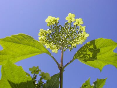 Blomst af busken Kvalkved. Foto: Janne Bavnhøj. Kvalkved blomst