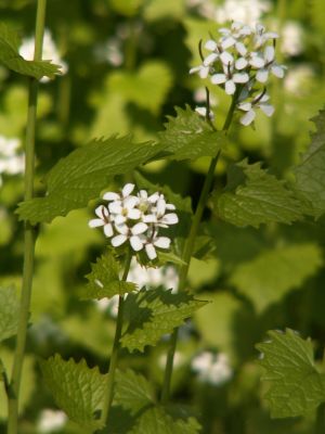Løgkarse dufter af løg. Foto: Malene Bendix. billede af løgkarse med dens hvide blomster