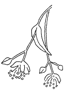 Sådan ser lindens blomst ud