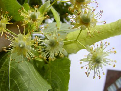 Lindeblomster