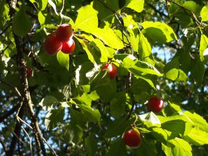 Mirabeller er gode rå - og som saft. Foto: Malene Bendix. Mirabeller smager dejligt.