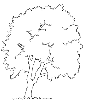 Sådan ser det voksne seljepiletræ ud.