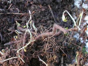 Find anemonens jordstængel i det tidlige forår. Foto: Birger Furbo.