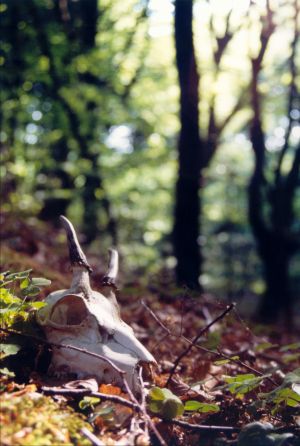Kranie af et rådyr, som naturens skraldemænd har nedbrudt i skovbunden. Foto: www.NaturGrafik.dk. Et kranie i skovbunden.