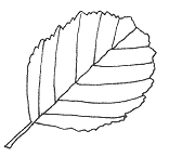 Her er en tegning af rød-elens blad.