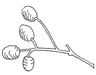 Her ser du rød-elens hunblomster.