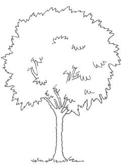 tegning af træ tegning af træ